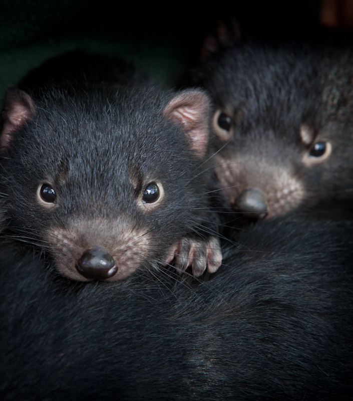 Help Save the Tasmanian Devil