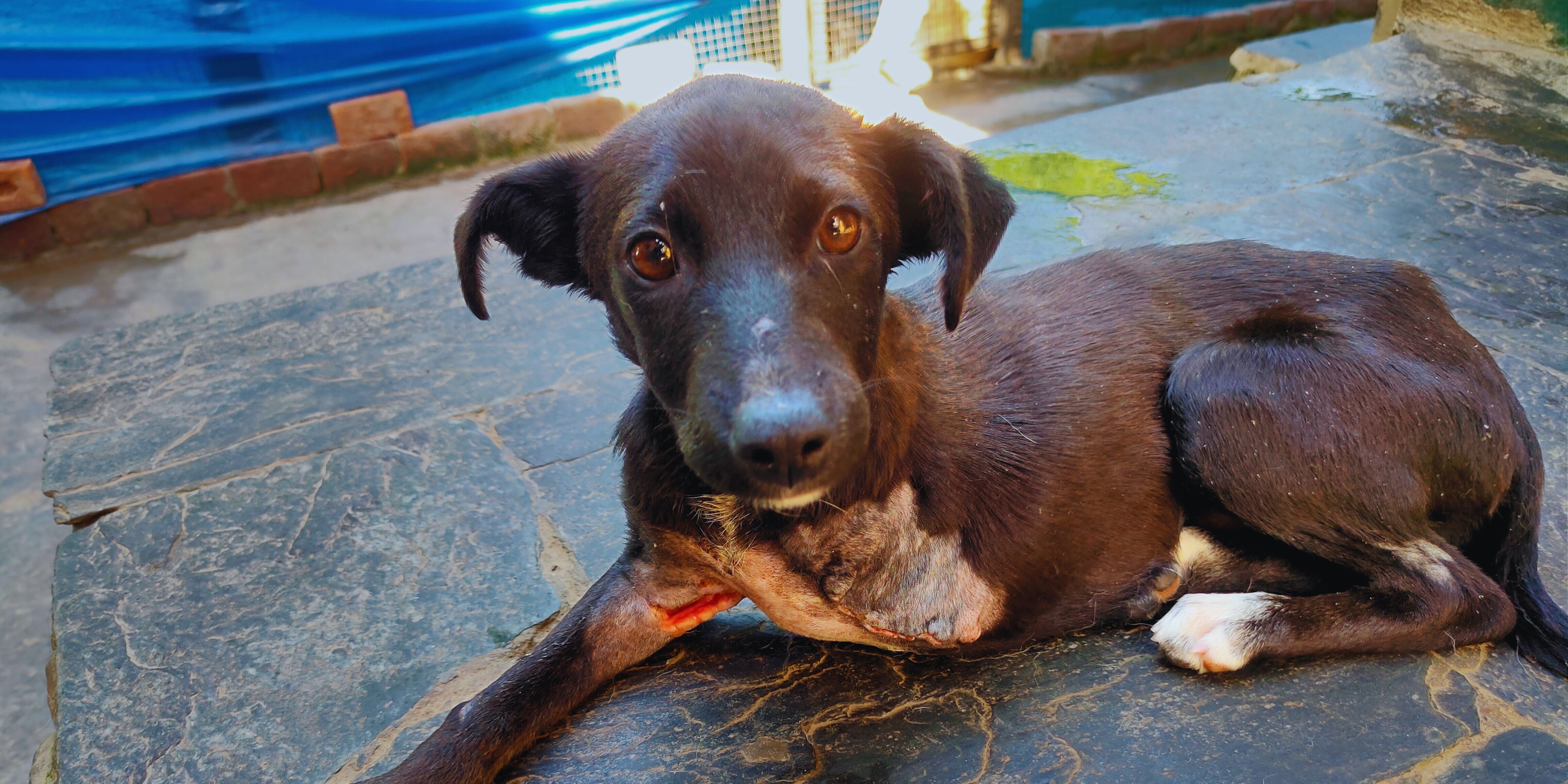 Help Street Dogs in Dharamsala and Save Lives