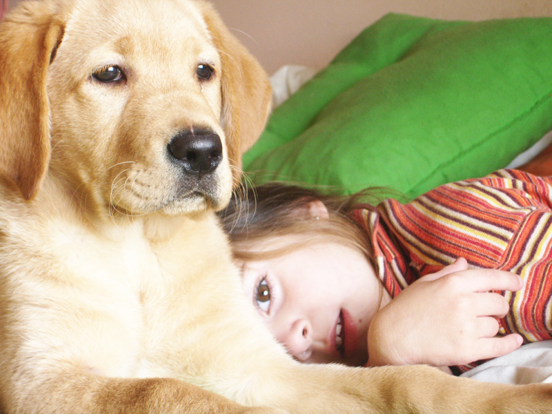 Protecting Pets in Domestic Violence Crisis