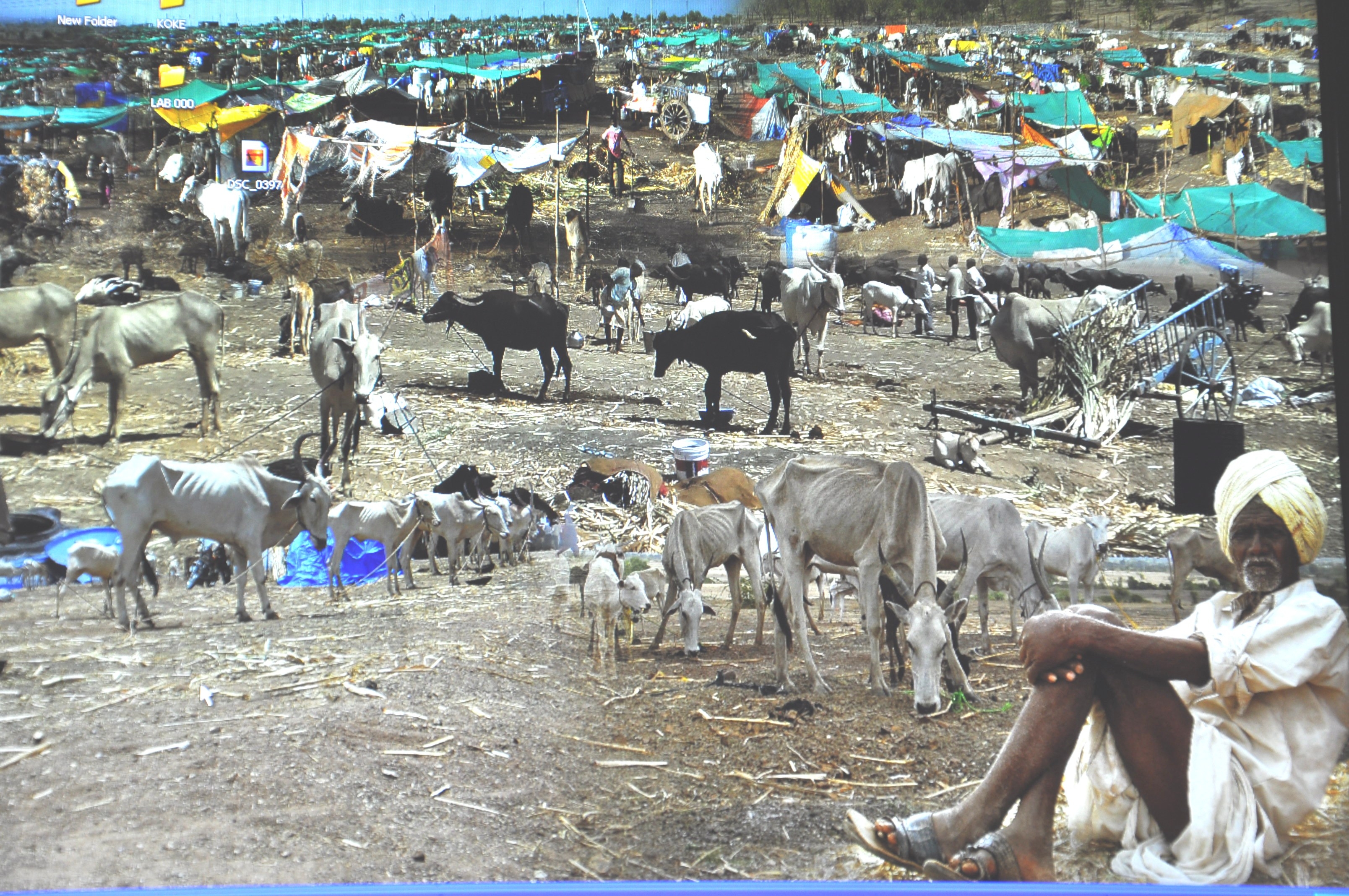 A Hope in Drought : Mann Deshi Cattle Camp