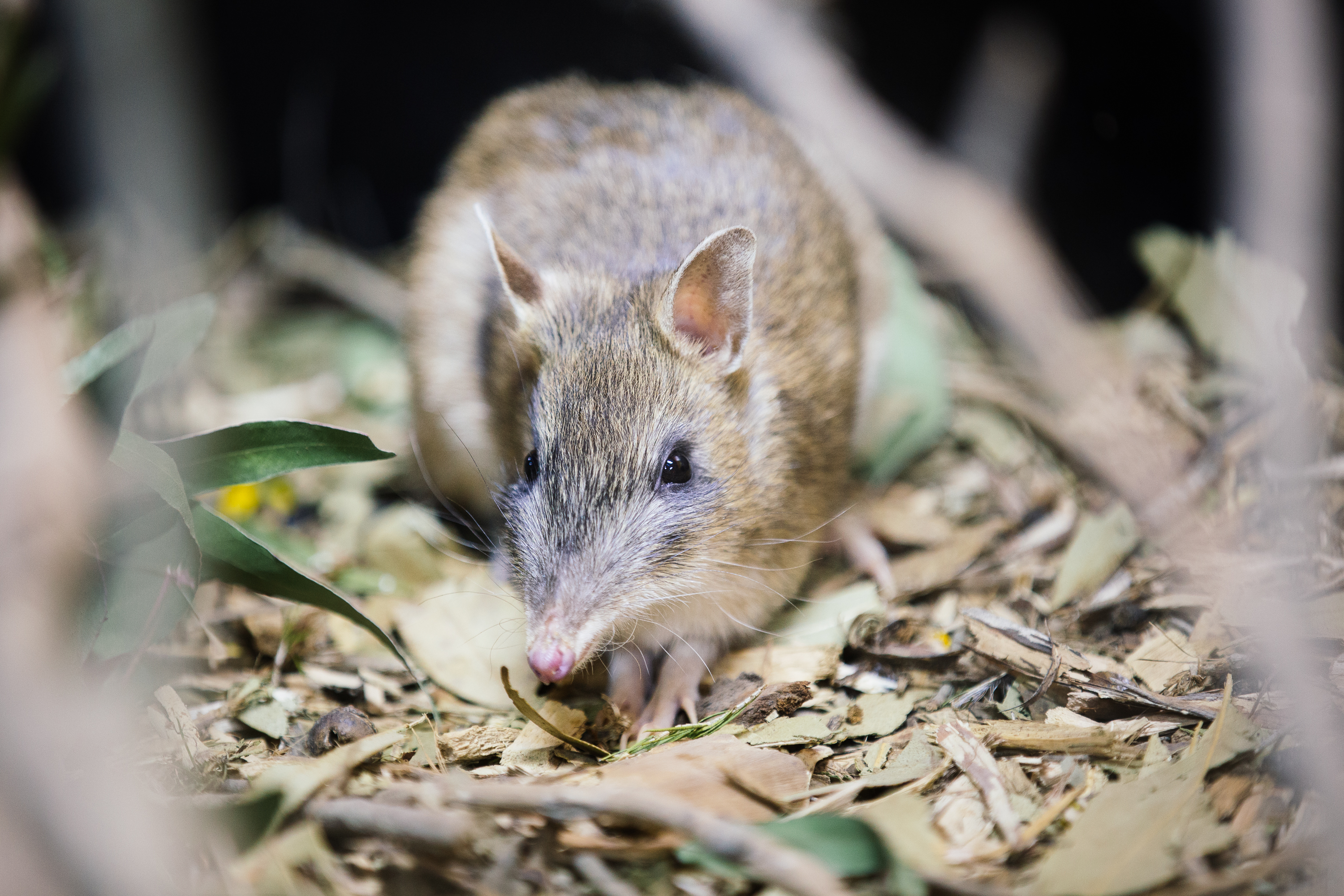 Safeguard a Bandicoot from Extinction