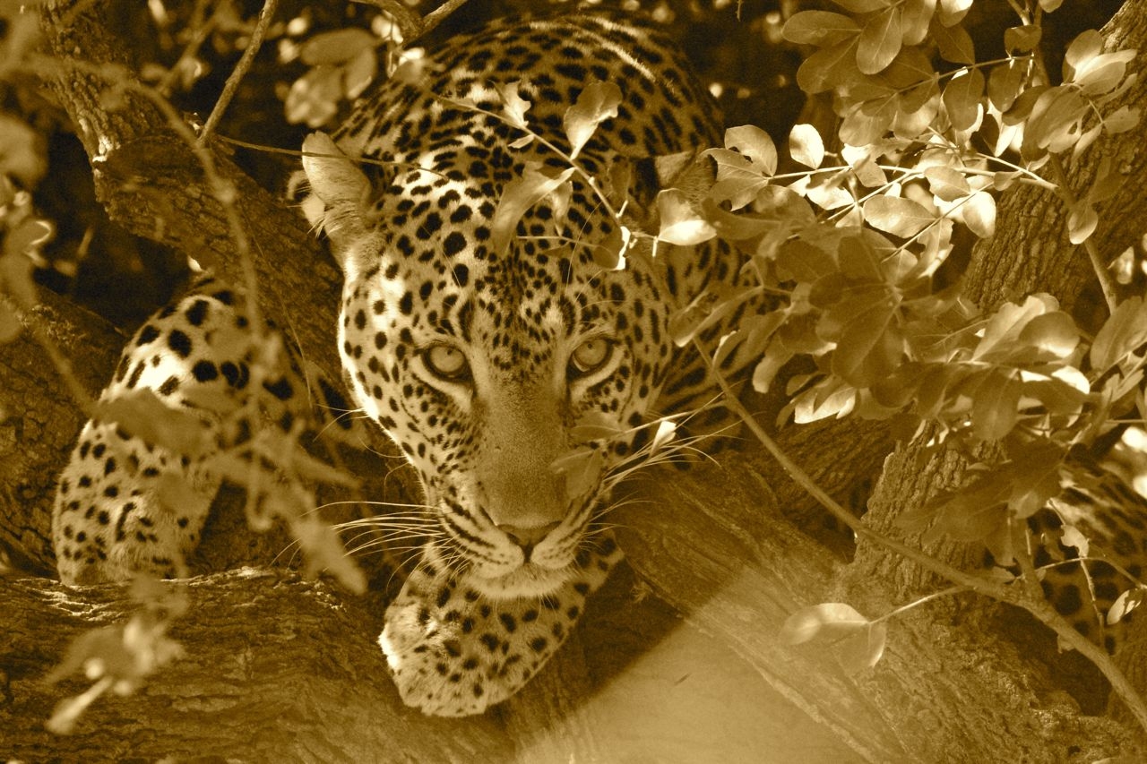Provide food and care for our leopard for one year