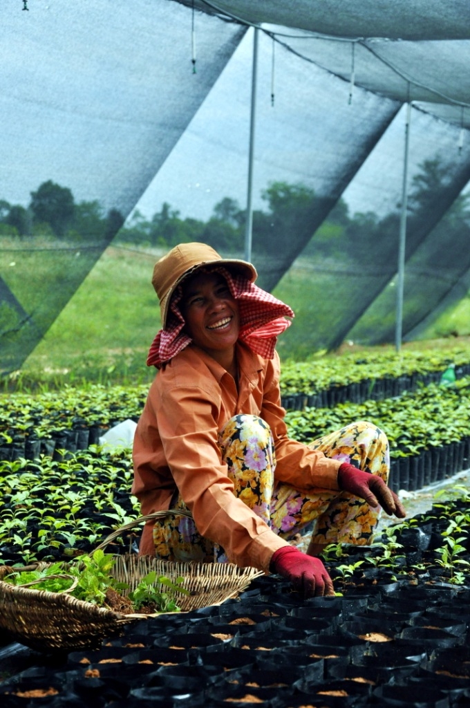 Plant a Rainforest in Southeast Asia