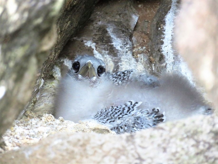 Protect Seabirds in the Caribbean