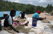 Market Access via Radio for Rwandan Coffee Farmers