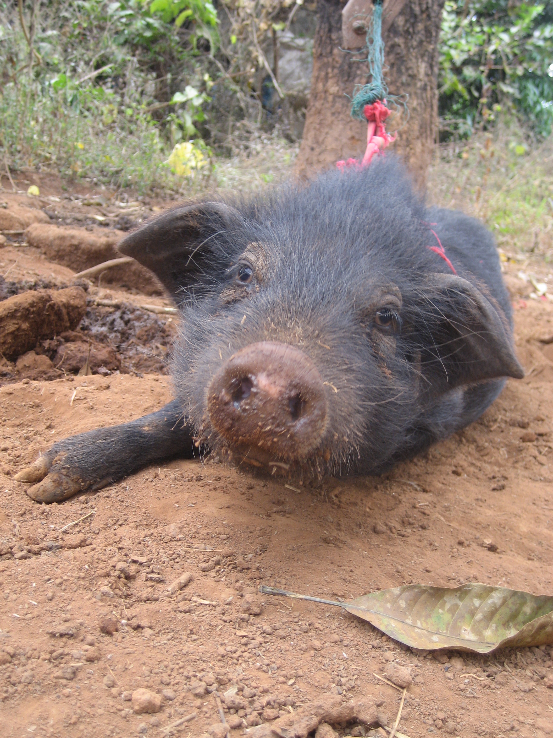 Donate a Pig: Invest in Haiti's Future