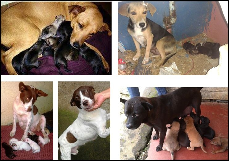 Spay/Neuter Street Dogs in San Ramon, Costa Rica