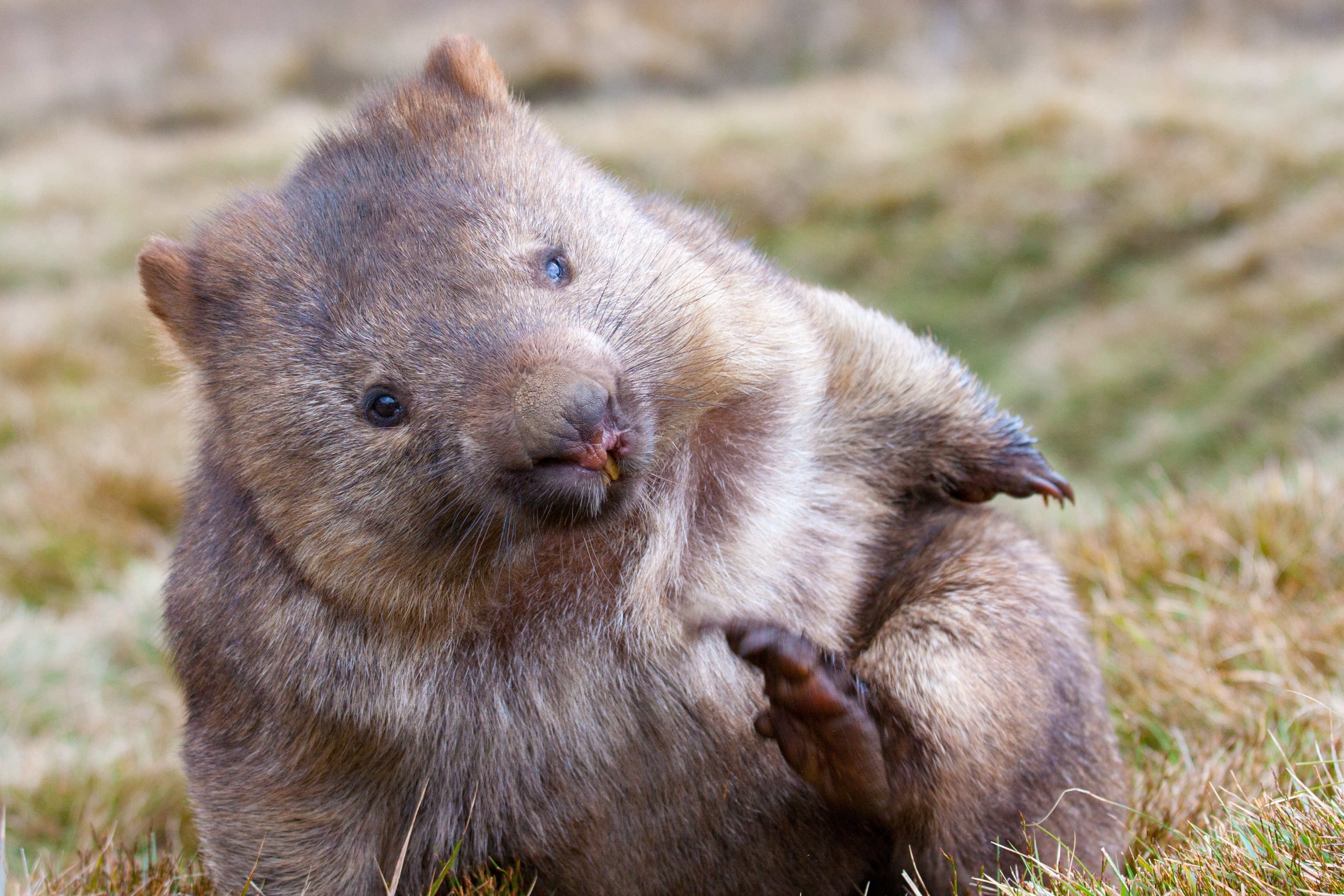 Wombat Appeal