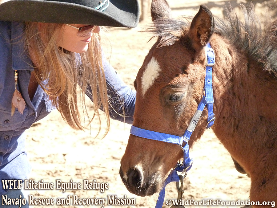 Wild Horse & Burro Rescue & Sanctuary Mission