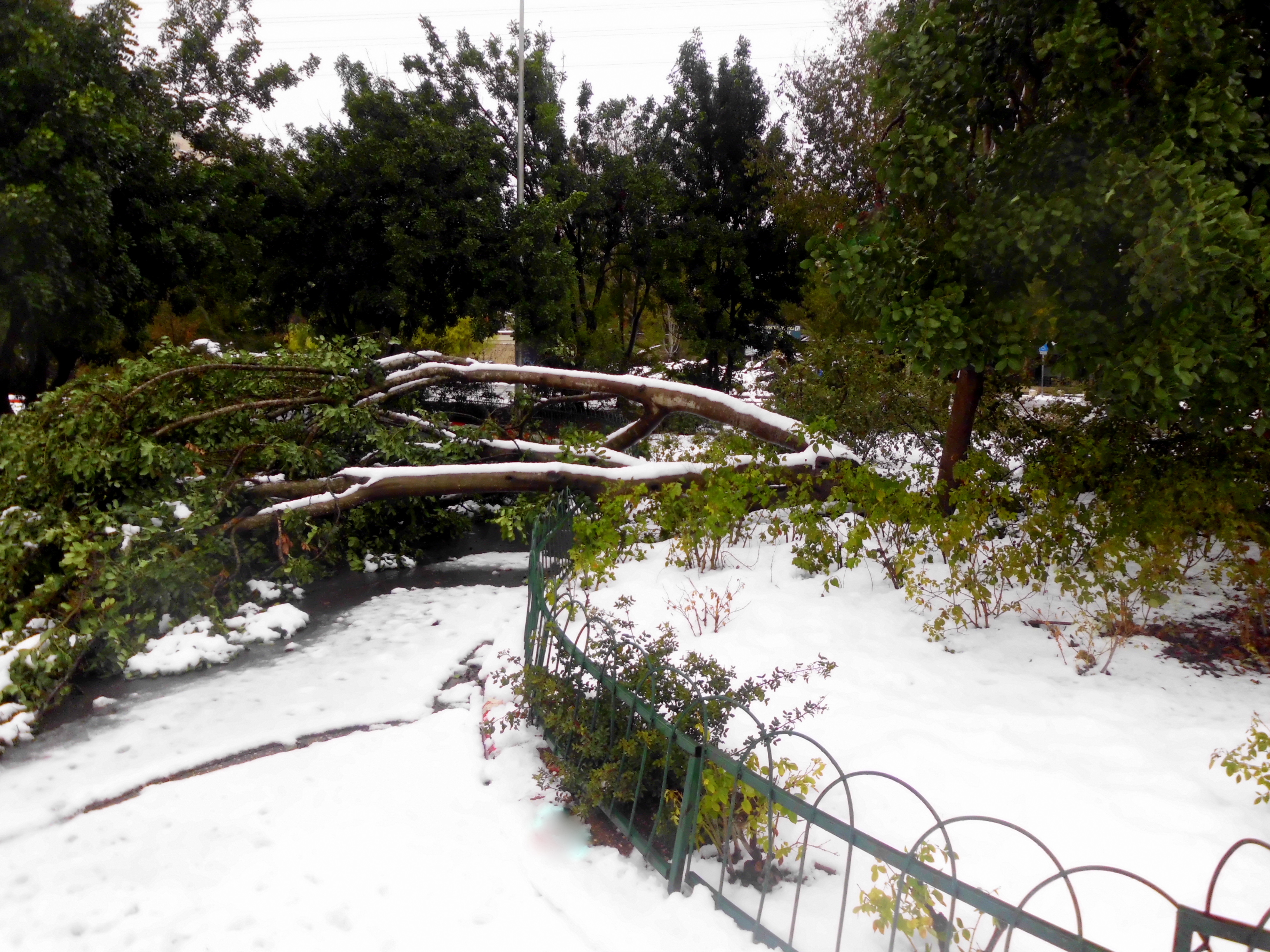 Help Replace Trees Lost in December 2013 Blizzard