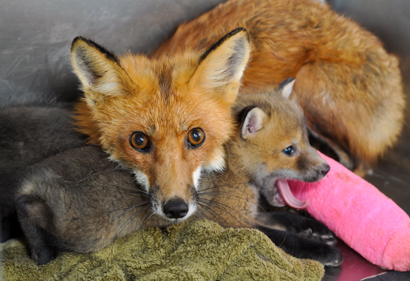 Rehabilitate Mammals and Raptors in Georgia