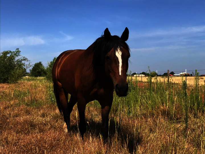 Provide Quality Care for Rescued Horses in Texas