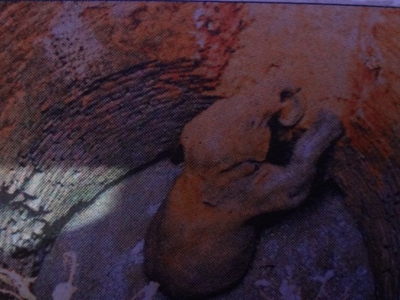 Save Elephant Calves from Drowning in Unused Wells