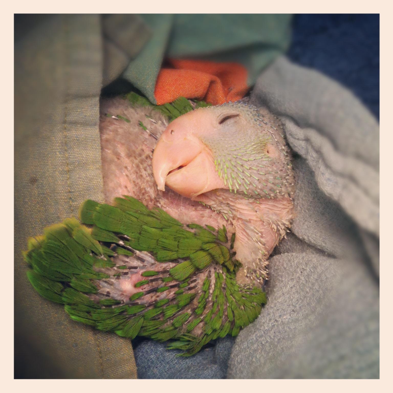 Help save injured and orphaned wild parrots