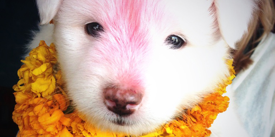 Rescue and Managing Street Animals in Nepal