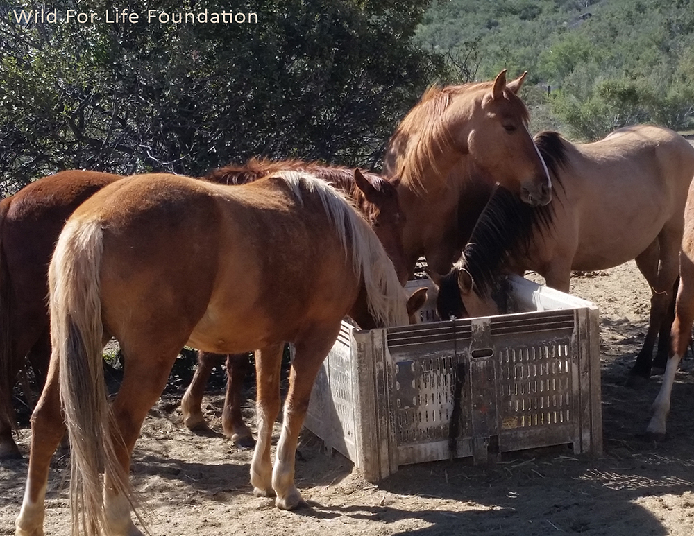 Drive to feed & save Rescue Horses & Burros