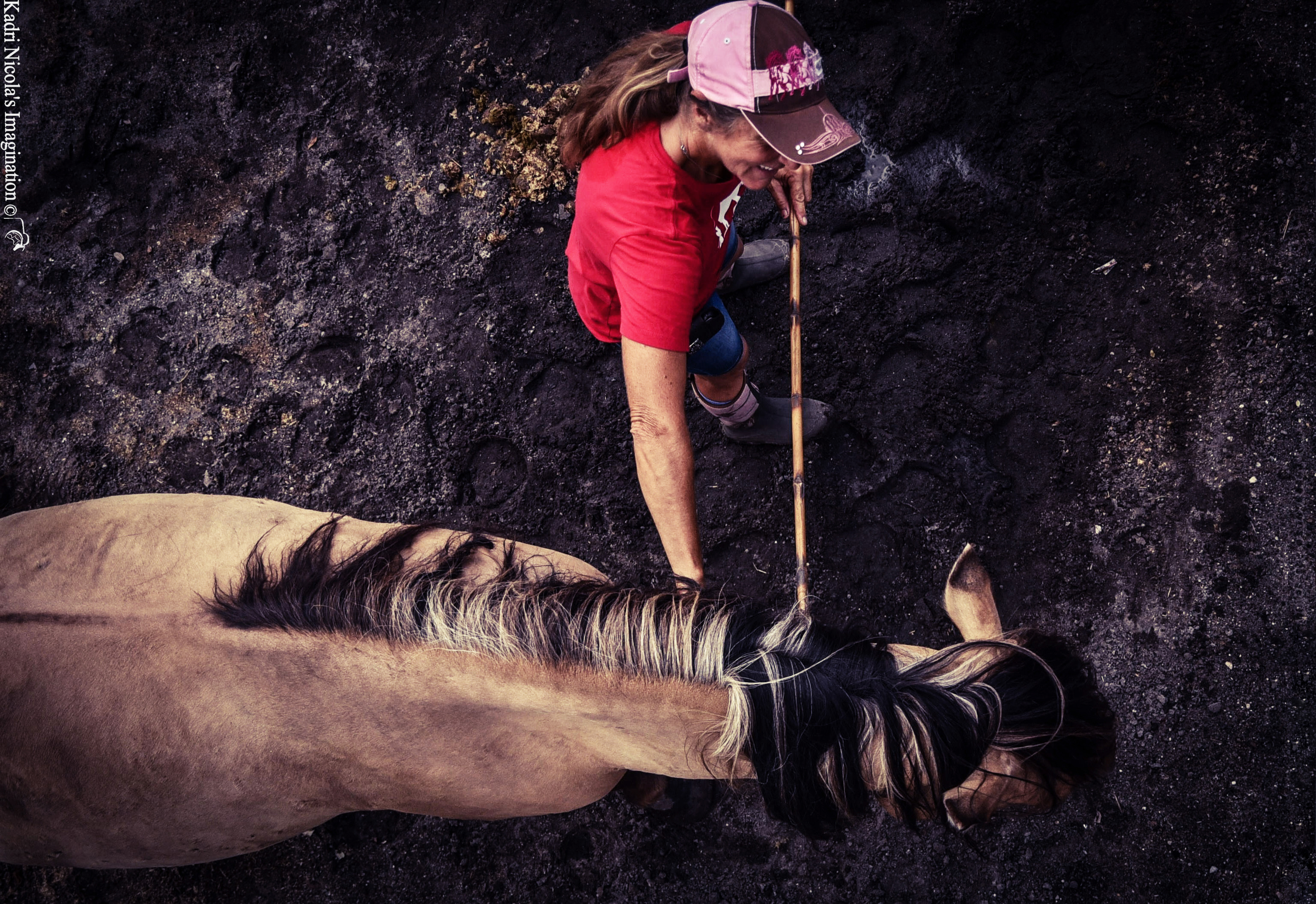 Save a Horse: Rescue and Rehabilitate Mustangs