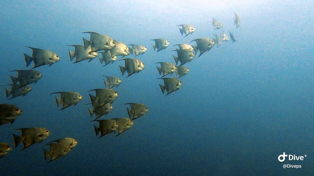 Empowering Fishing Communities in the MAR Reef