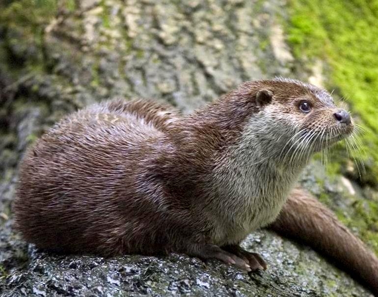 Saving Israel's Otters