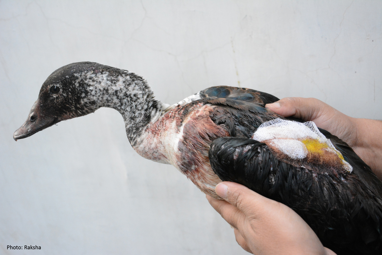 Save Birds from Kite-String Injuries