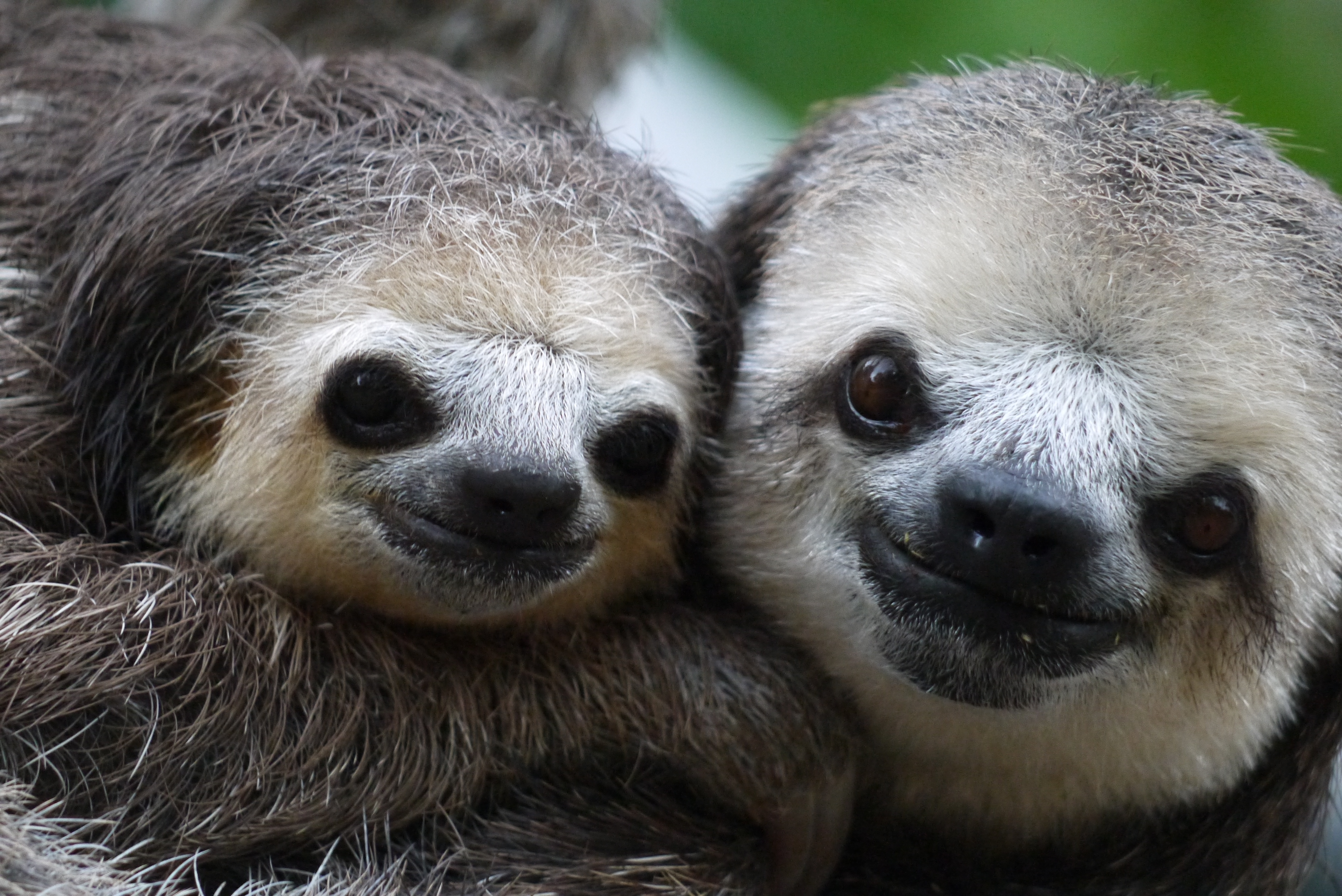 Sanctuary helps Suriname's sloths back to jungle