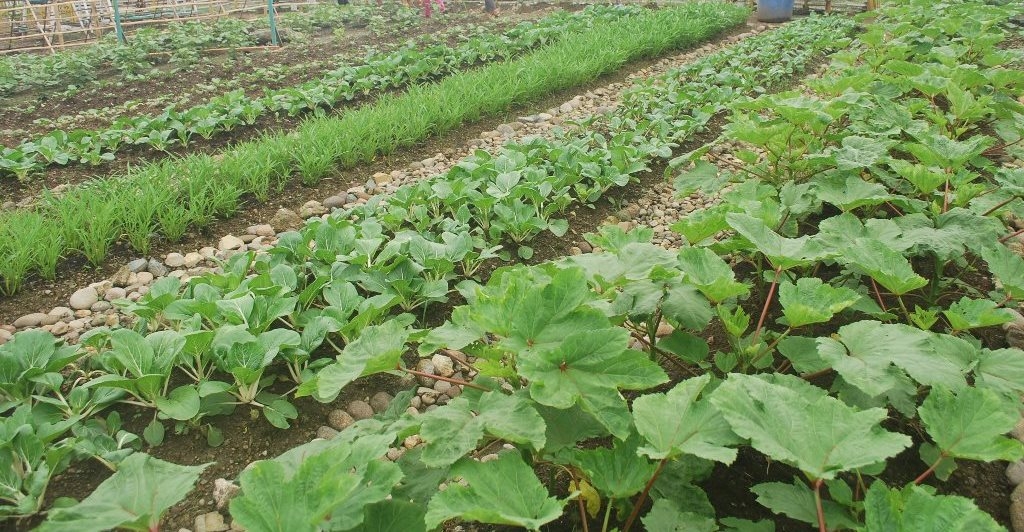 Nepal Earthquake Food Security Initiative