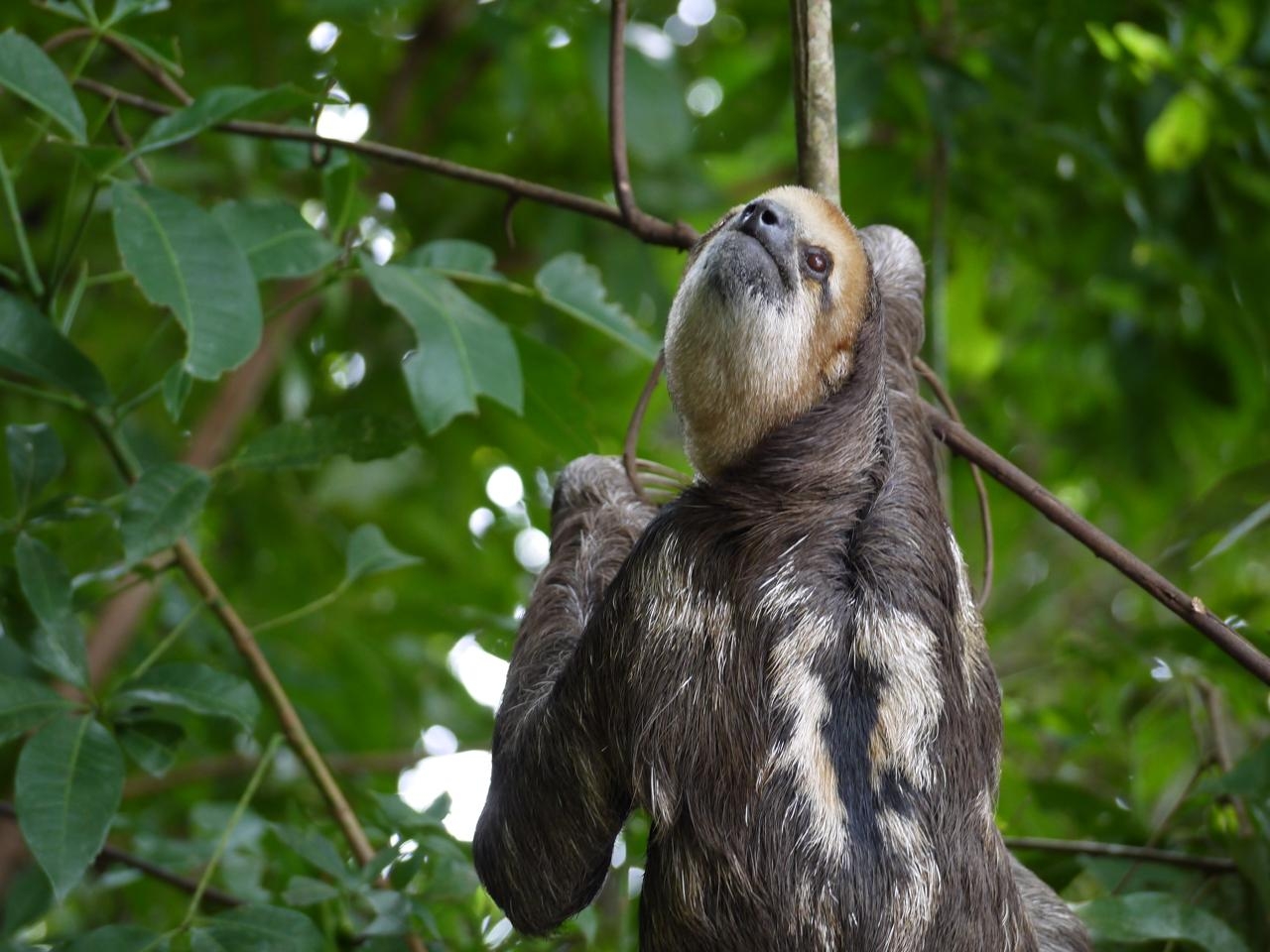Sloth Sanctuary Suriname sequel: the whole story!