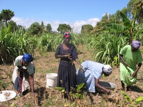 Help Haitians Grow Food Themselves