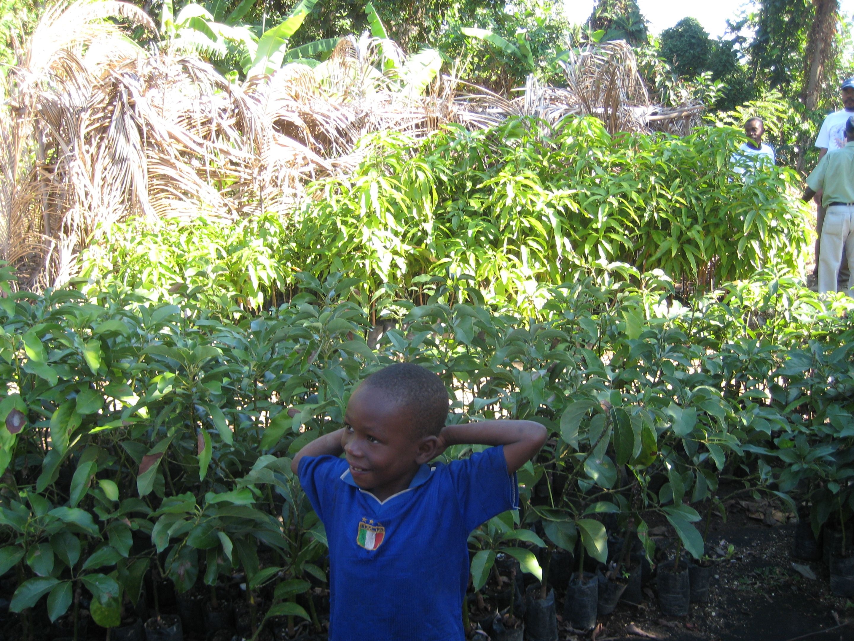 Let's Plant Trees in Haiti, Together!