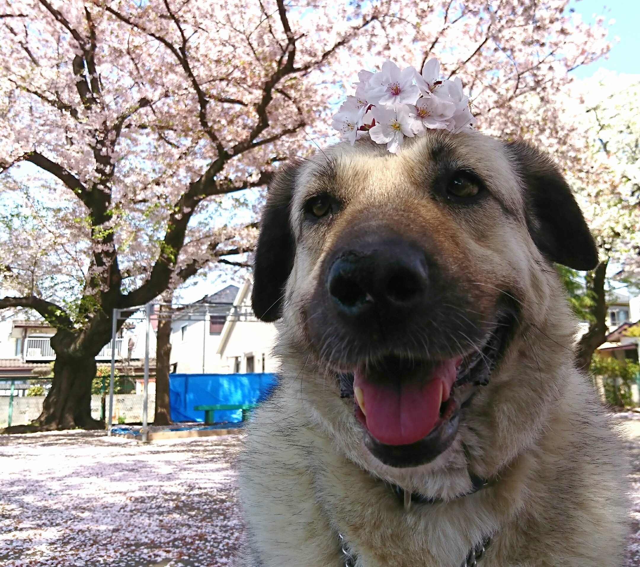 Stray Dogs become "Therapy Dogs"