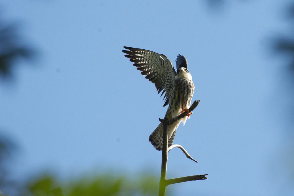 Flying Free: Save the Amur Falcon