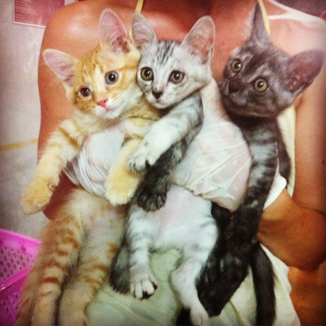 Give Rescue Cats a Safe Future