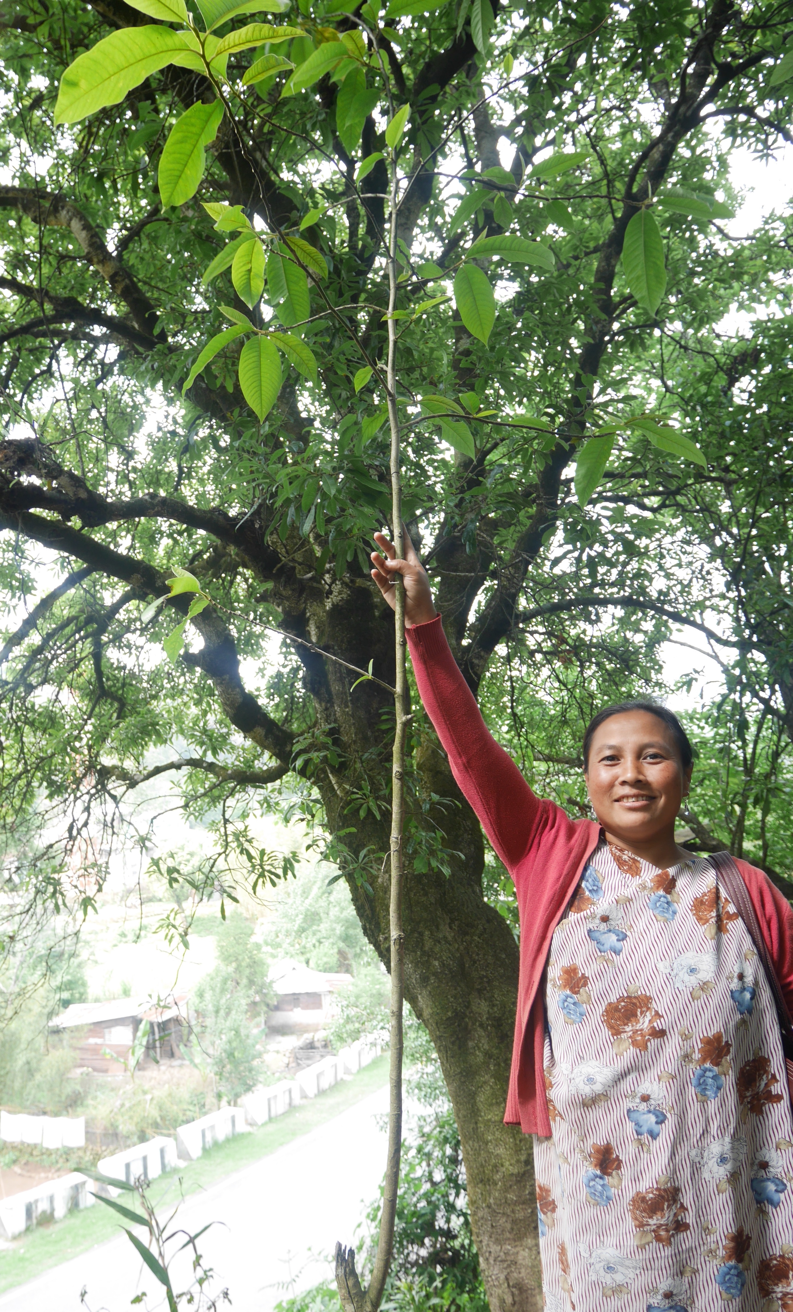 Grow 30,000 trees to restore India's cloud forest