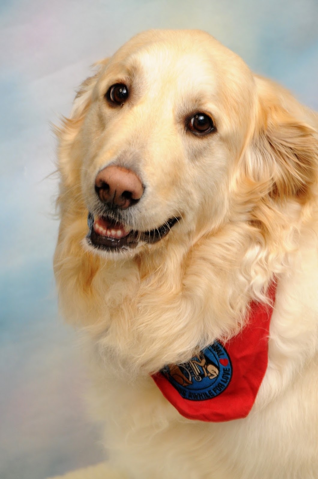 Meet Aspen!  Certified Therapy Dog.