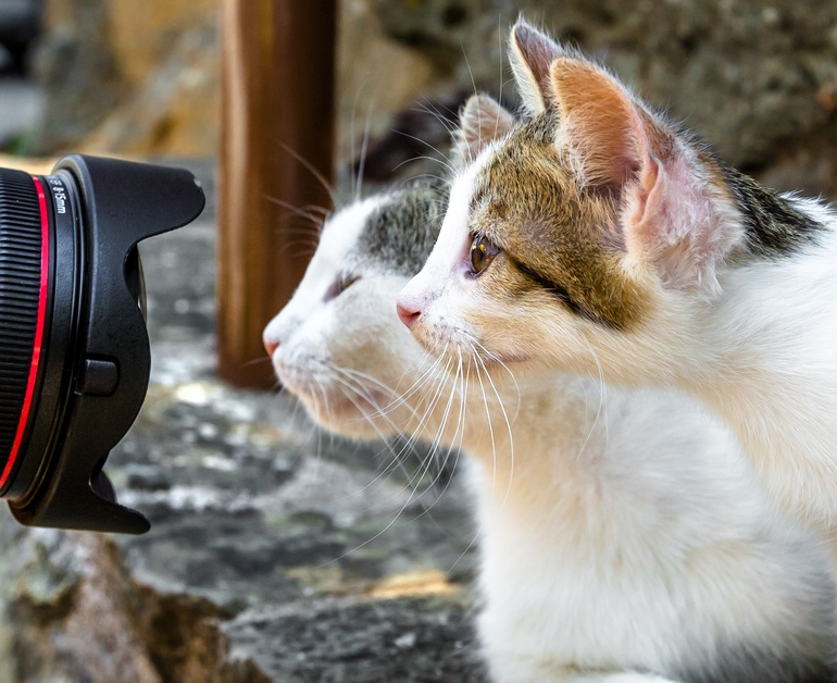 Help Rescue Tammy and her kittens Kala & Lila