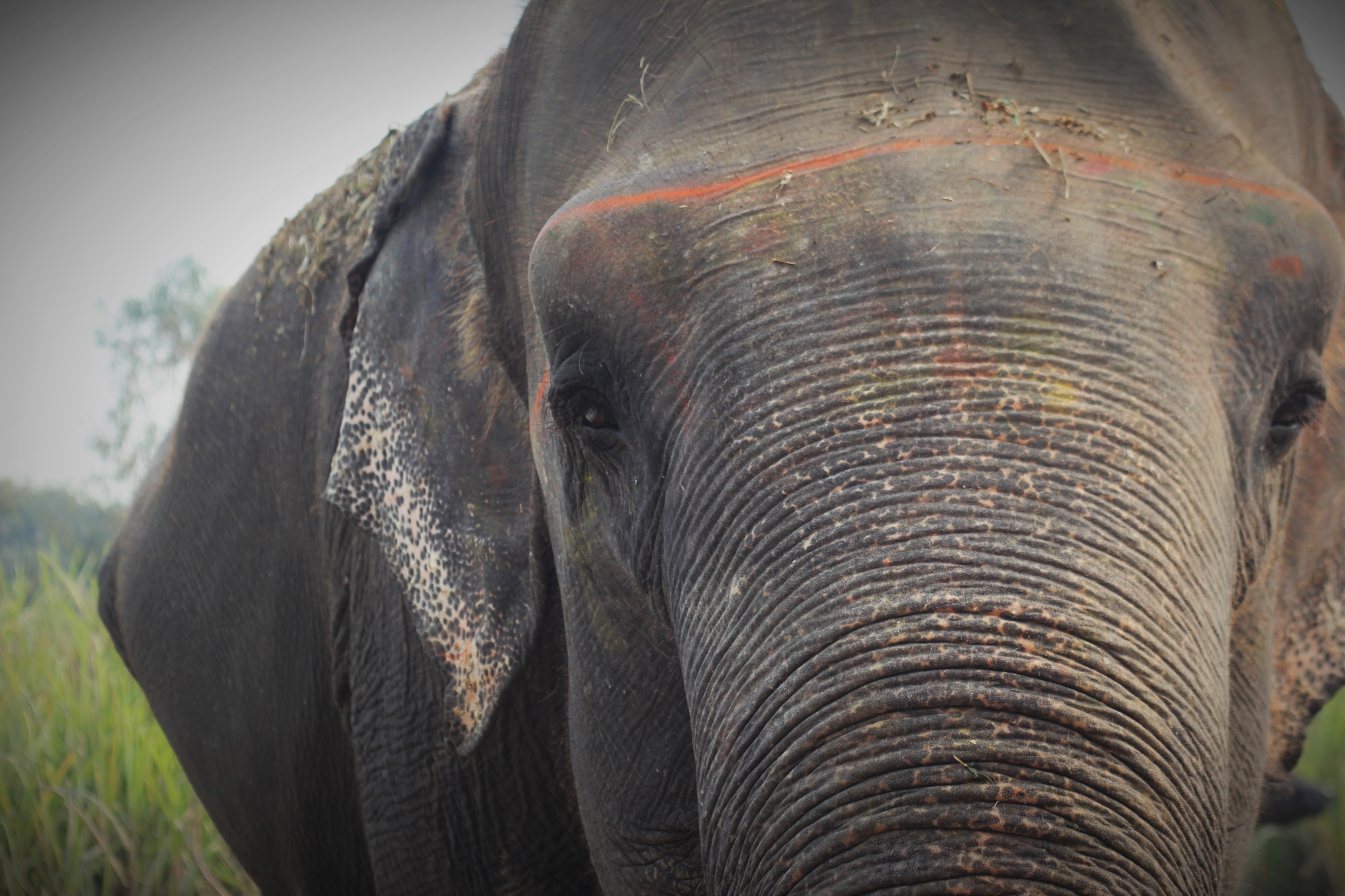 Help Indian Elephants Like Chanchal See Again