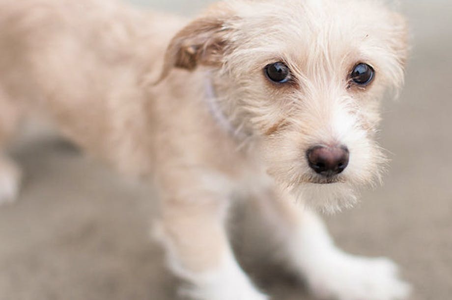 Donate to help stop animal cruelty - GlobalGiving