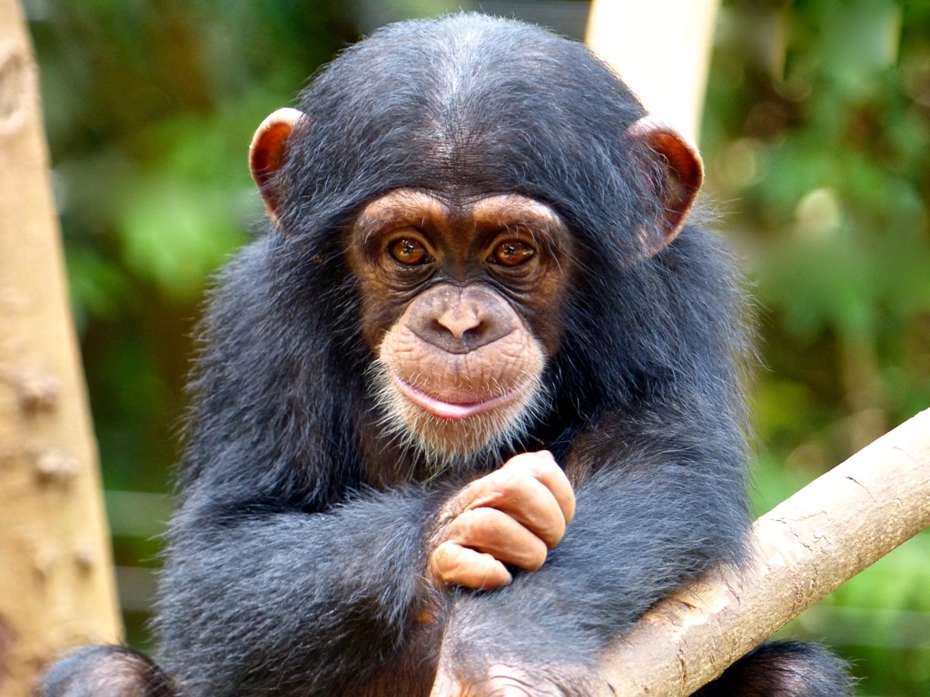 Use Movies to Teach Africans to Protect Wildlife!