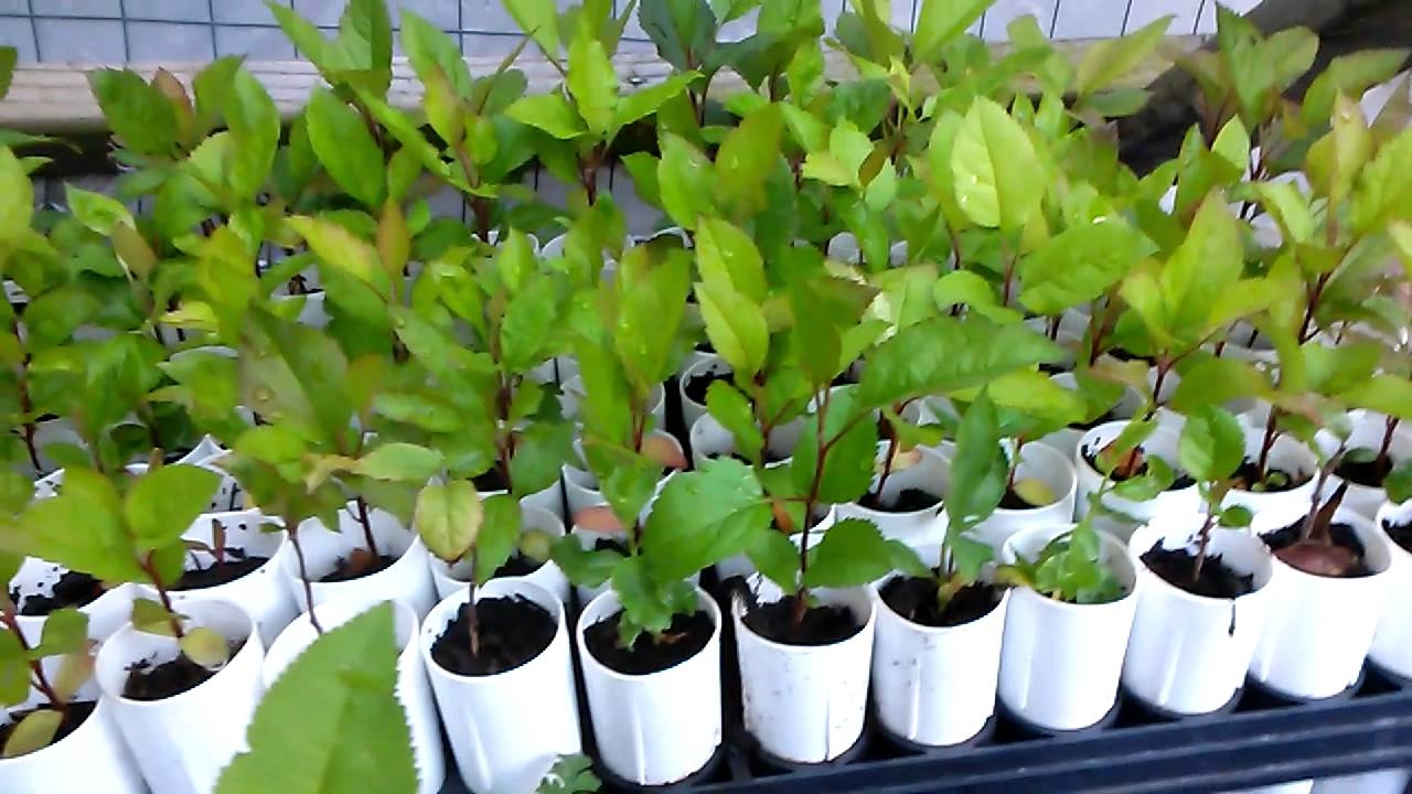 Provide 100 Households in Uganda with Fruit trees