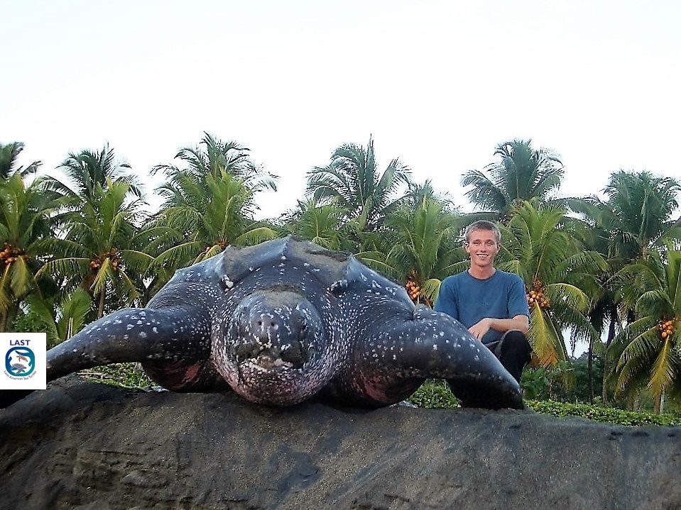 Protect endangered sea turtles in Costa Rica