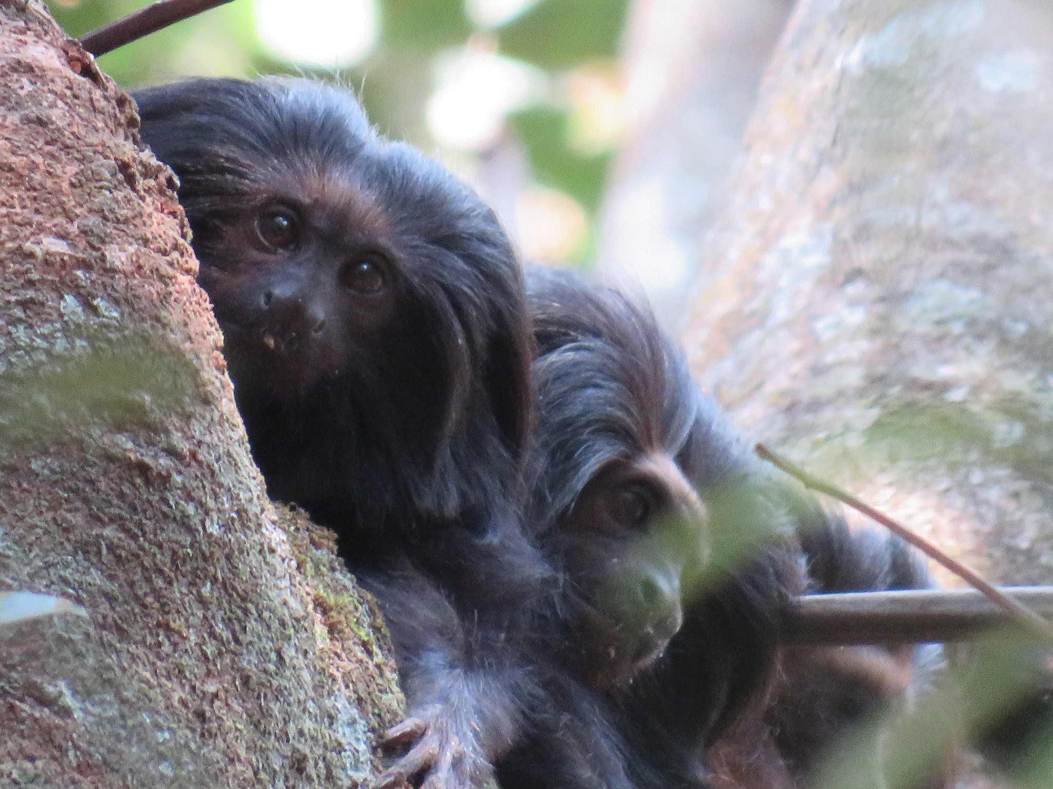 The Wildlife Corridors Program