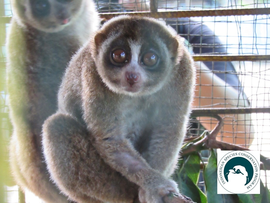 Help To Rehabilitate Slow Lorises In Sumatera