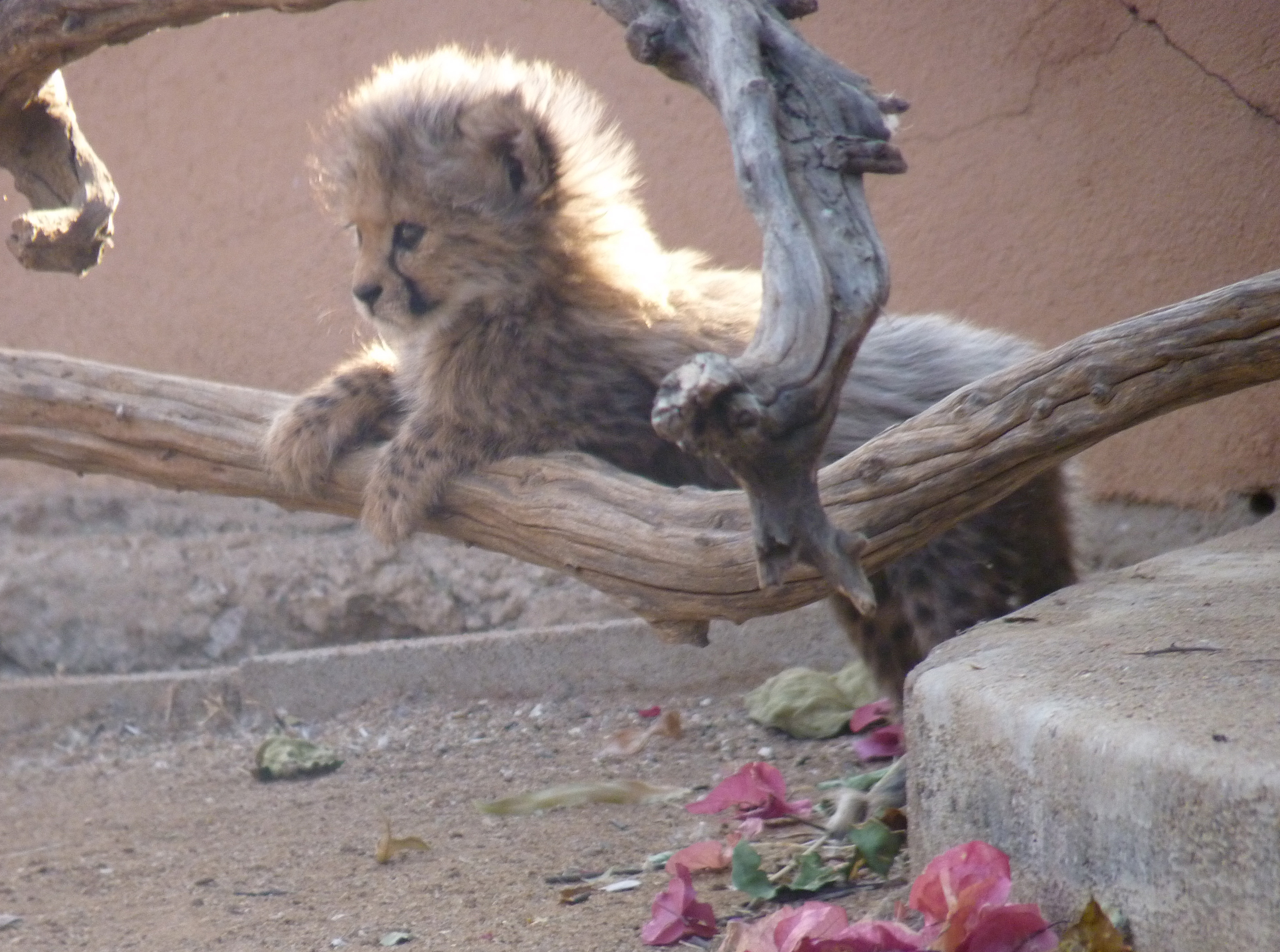 Feed Orphan Cheetahs in Namibia