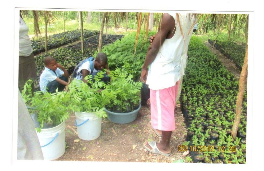 Repair/restore food producing gardens in Haiti