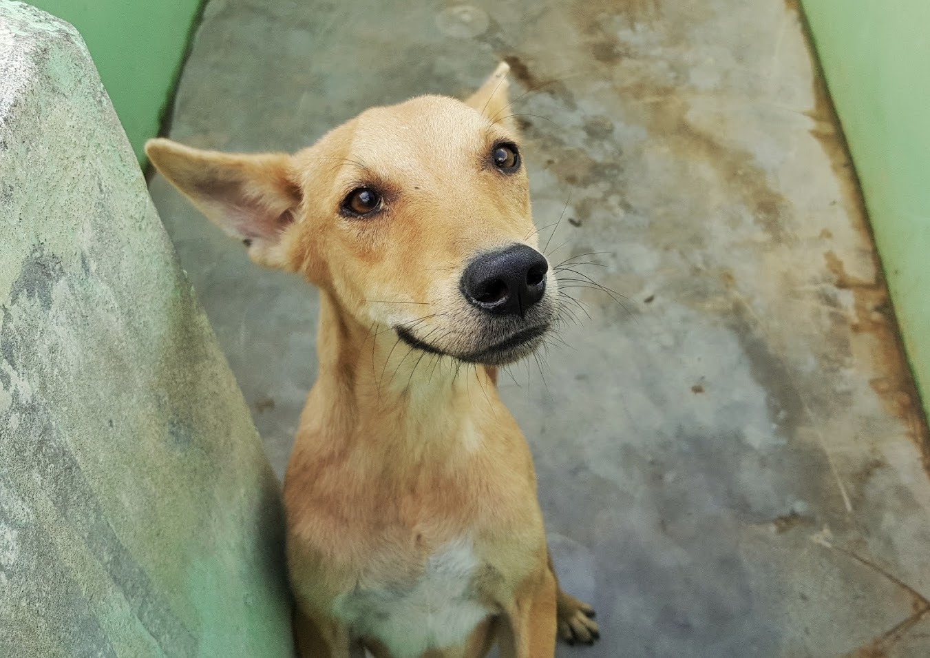 Build 27 Rescue Kennels for Stray Dogs in India