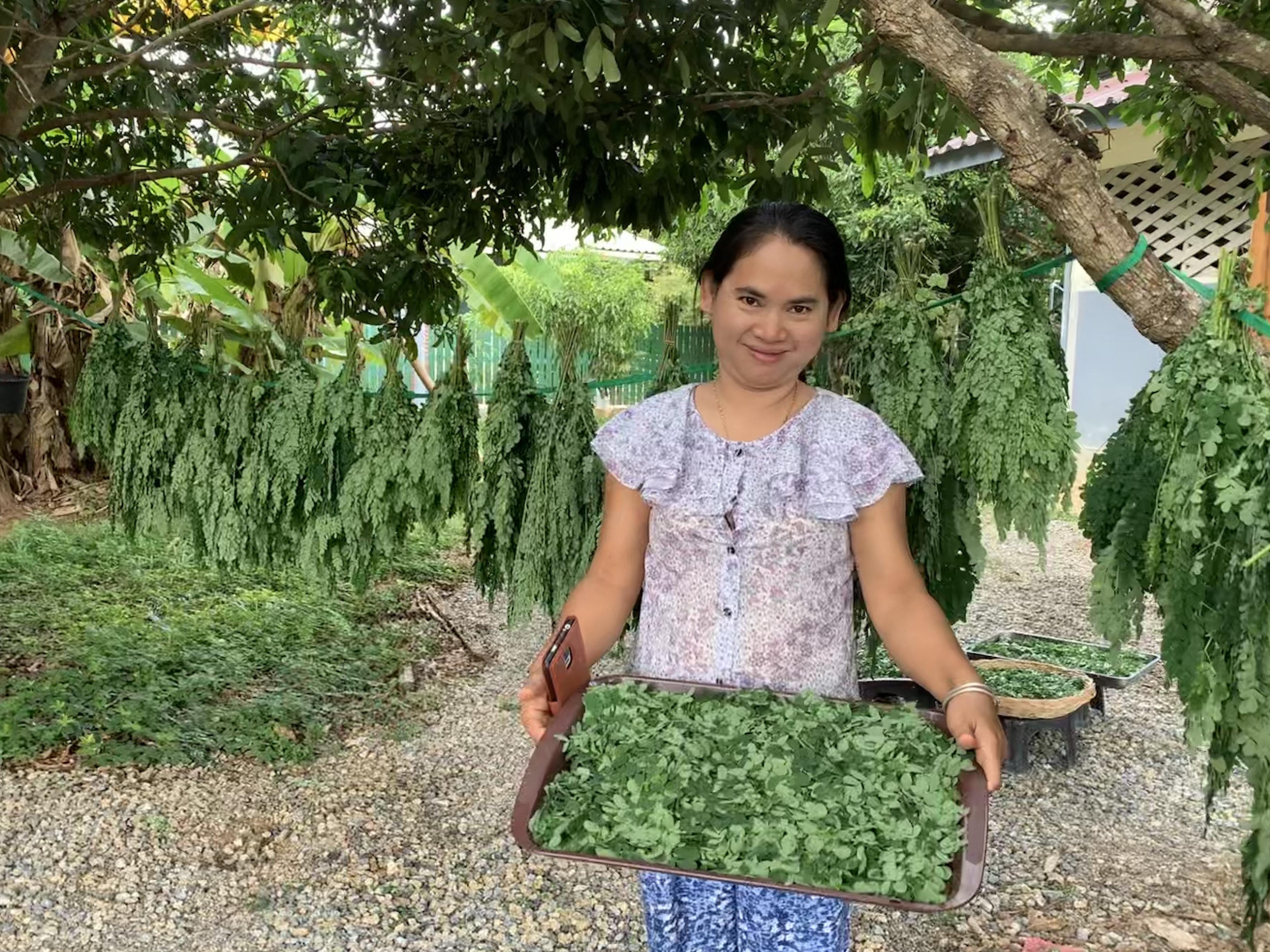 MoringAid: Superfood for War Refugees in Myanmar