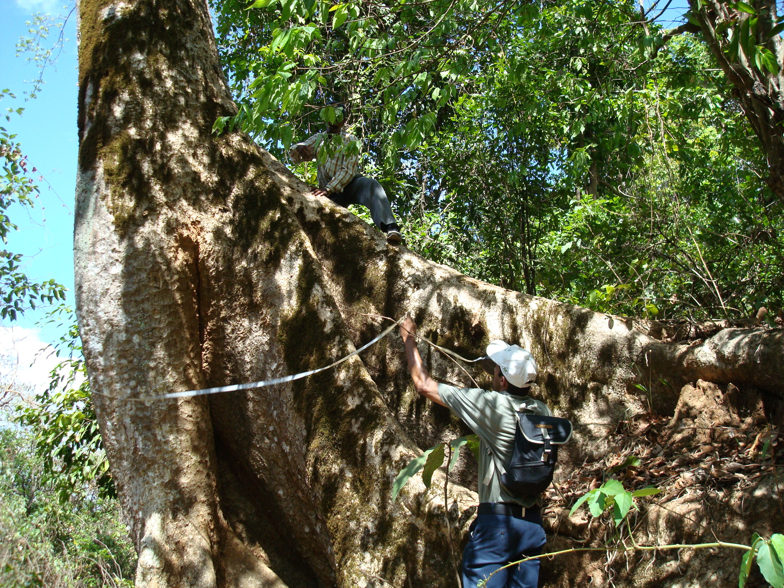 Giant Trees for Climate Change Mitigation in India