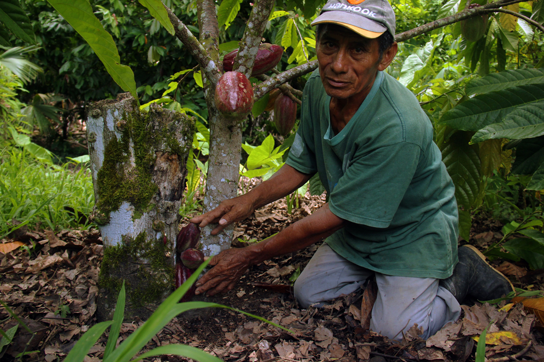Assist Local Indigenous Farmers in Southern Belize