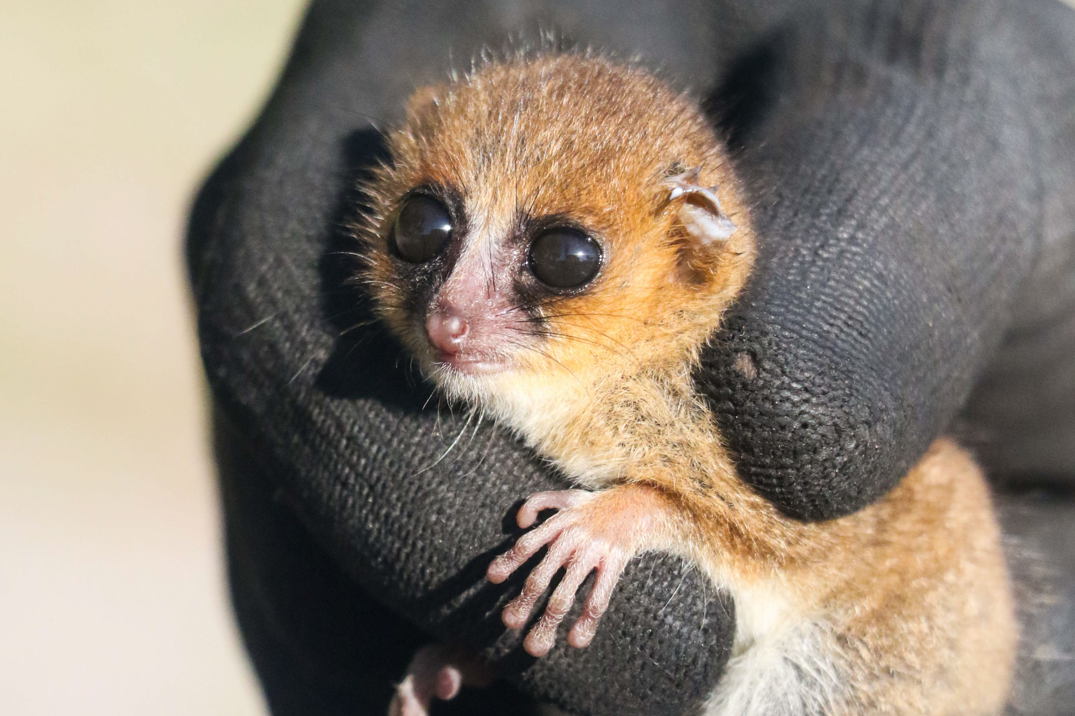 Protect a brand new mouse lemur in Madagascar!