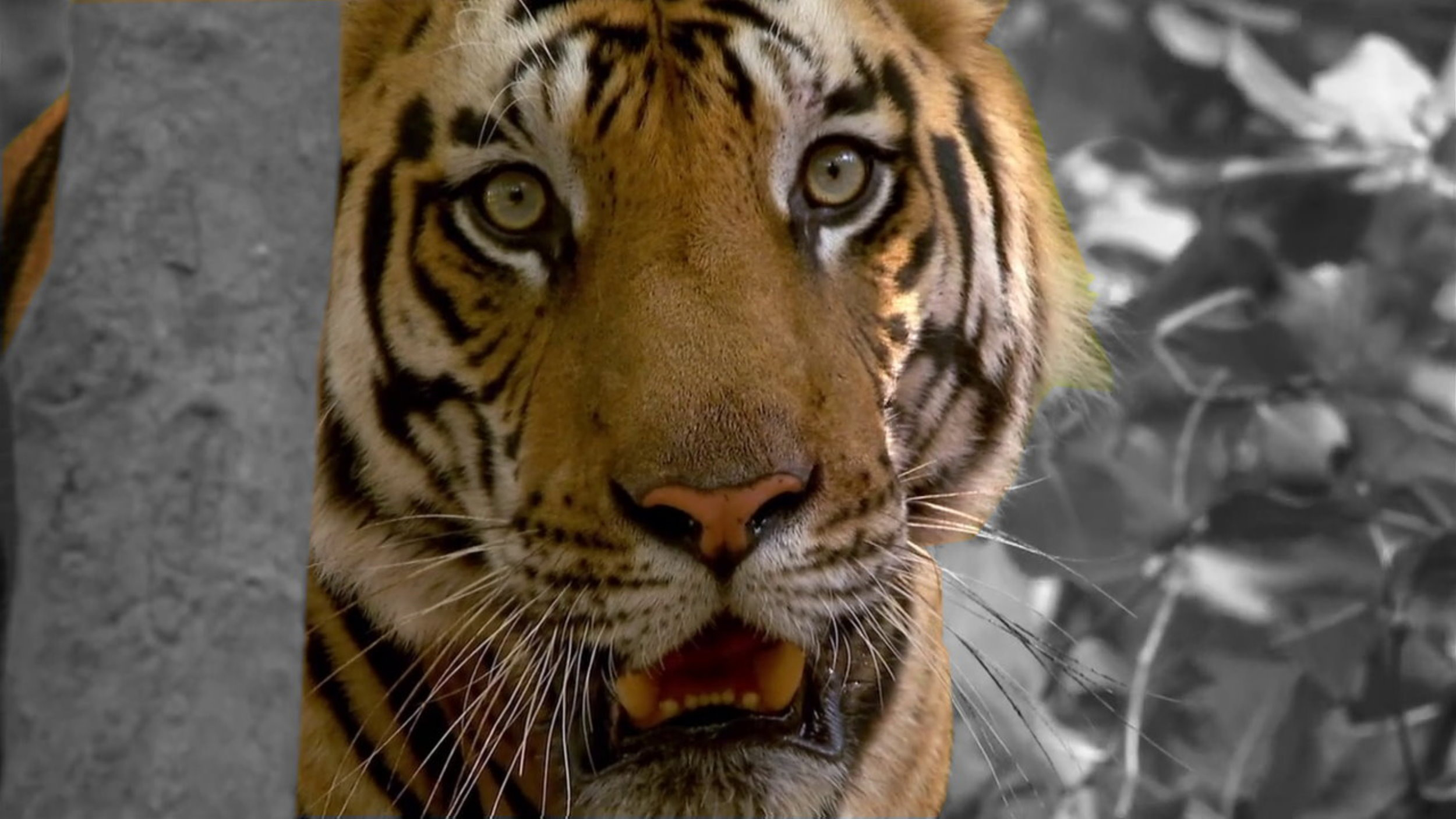 Protecting Tigers in Thailand
